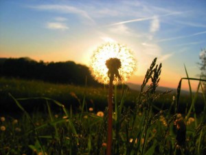 BLOG-溫柔的告別